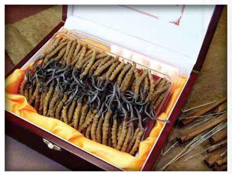 包头冬虫夏草回收